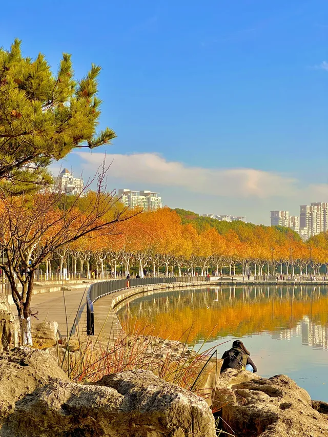 11.30號實拍 | 世紀公園梧桐大道拍照攻略