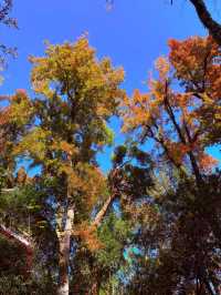 美到失語嶽麓山的絕美楓葉季來啦!