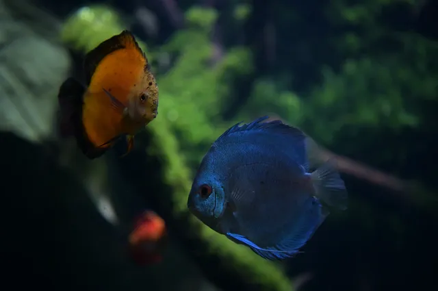 日落前入園！溫室花園日夜場一次看完