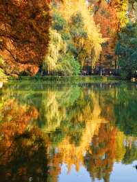 這個銀杏季，成都賞秋地圖攻略來了