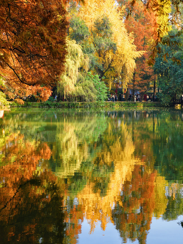 這個銀杏季，成都賞秋地圖攻略來了