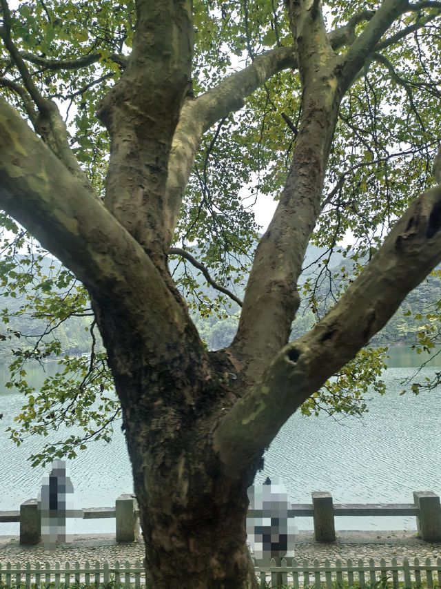 蘆林湖的靜美 蘆林湖的靜美