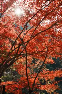 浙江徒步|古堡配紅楓跟風最成功的一次