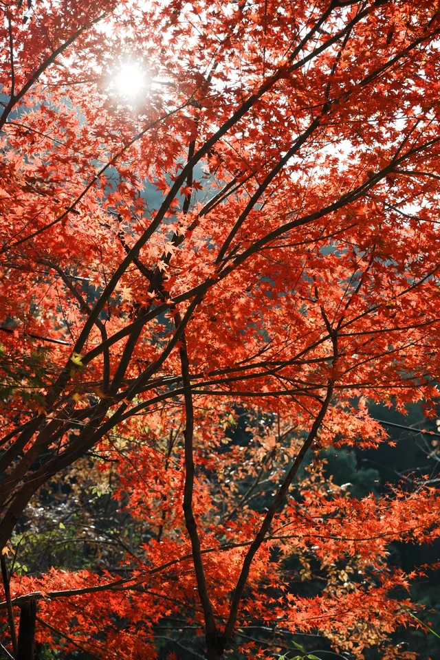 浙江徒步|古堡配紅楓跟風最成功的一次