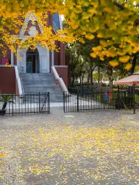 12.02實拍｜上海銀杏教堂已封神，可參觀