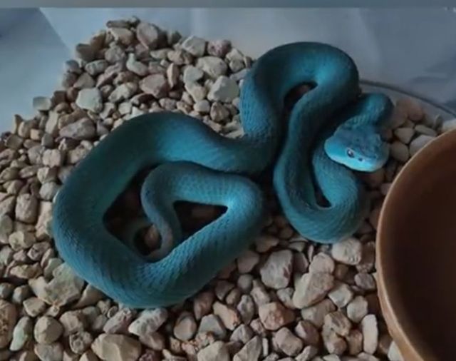 寧波野生動物園藏蓋瑞表親,四川華蝮蛇現身 寧波野生動物園藏蓋瑞表親,四川華蝮蛇現身