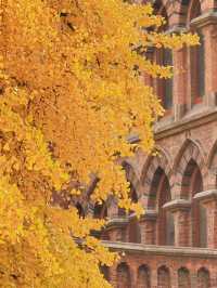 深秋限定！上海聖三一教堂銀杏與穹頂的絕美邂逅