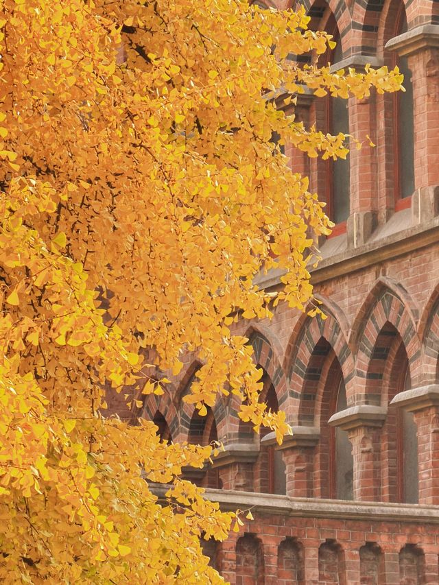 深秋限定！上海聖三一教堂銀杏與穹頂的絕美邂逅