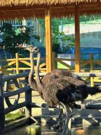 廈門小眾遛娃聖地集美果樂園一日遊攻略