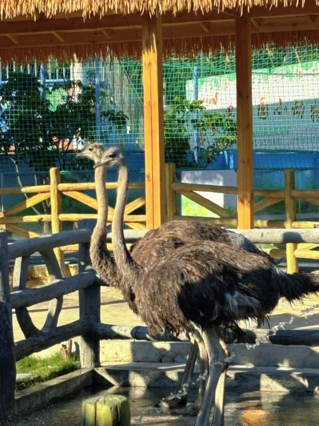 廈門小眾遛娃聖地集美果樂園一日遊攻略 廈門小眾遛娃聖地集美果樂園一日遊攻略