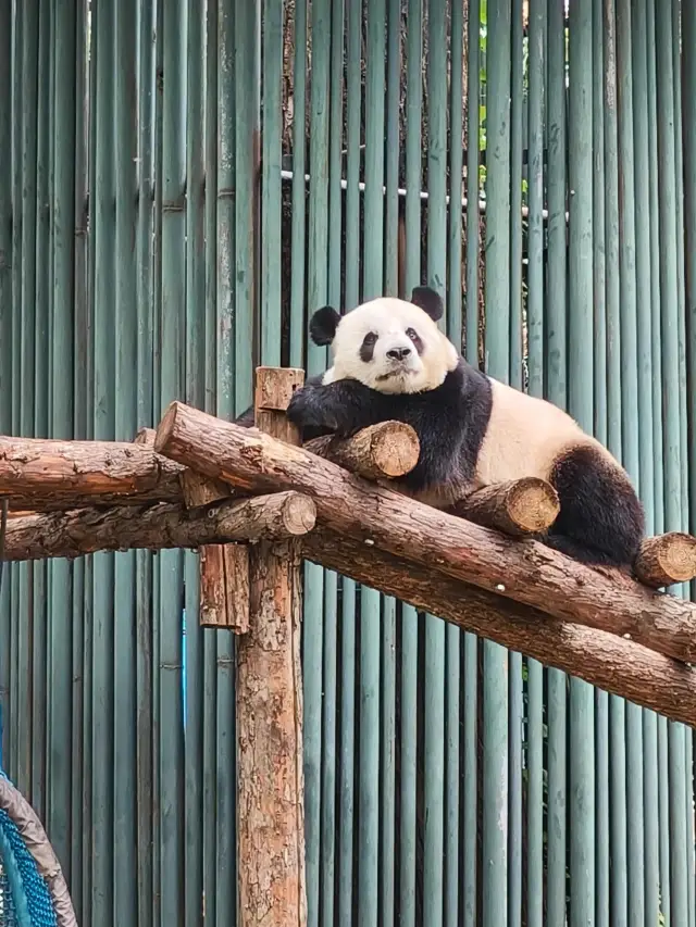 萌蘭天花板級別寵粉營業