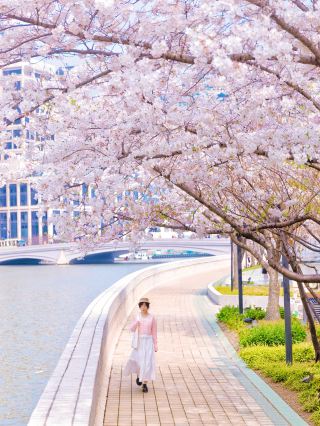 Вдоль реки Сучжоу цветут вишневые деревья! Сохраните эти 6 потрясающих мест для фотосъемки!