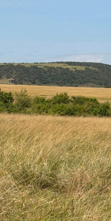 Immersive Safari Experience with Ongeri Expeditions