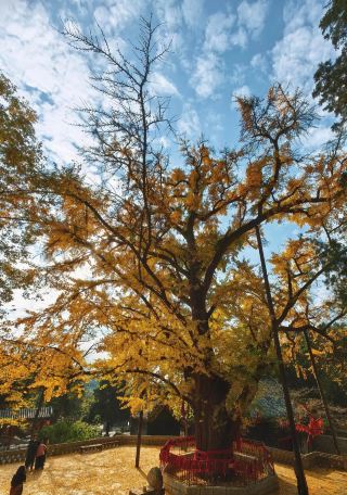 Autumn trip to Wufeng Mountain: Ancient temples, forests, and a slow-paced getaway