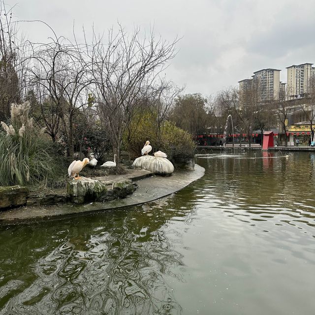 Chengdu Zoo Trip