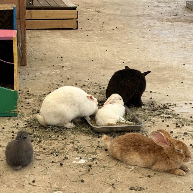 新年親親羊駝🦙羊咩咩🐑兔兔🐰❤️🍊