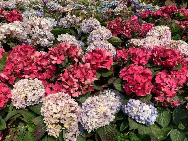 天水圍公園賞花去