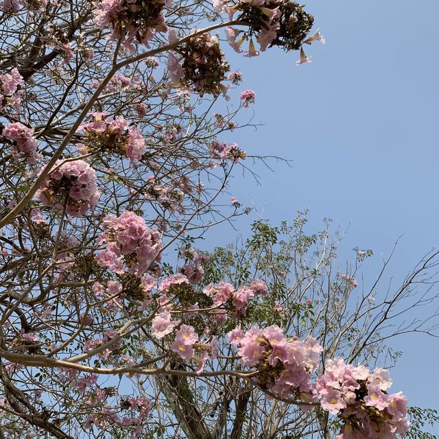 🌸 ชมพูพันธุ์ทิพย์​ รอบแรกของปีมาแล้ว 🌸