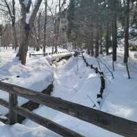 눈이 가득한 삿포로의 마루야마 공원 円山公園 일본여행