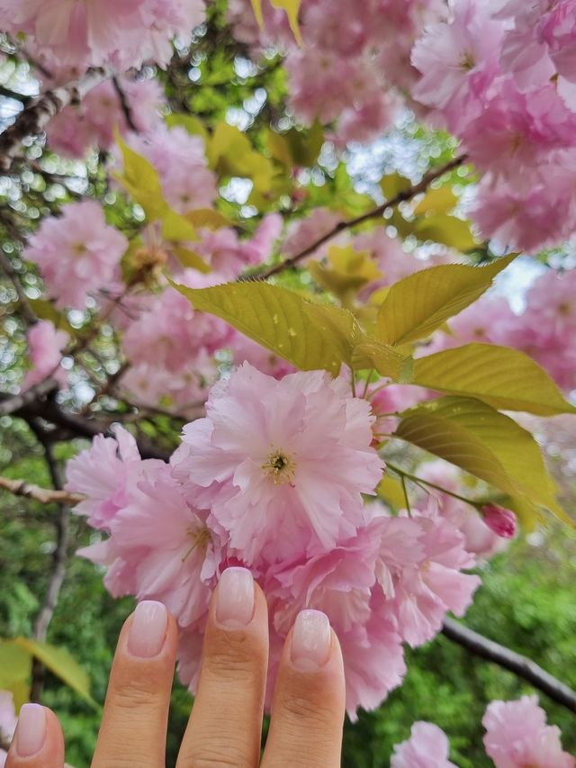 서울 겹벚꽃은 어린이대공원에서🌸