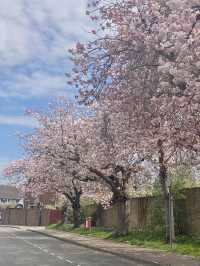 🇬🇧 영국 런던 벚꽃 명소, 크롤리 Crawley 🌸