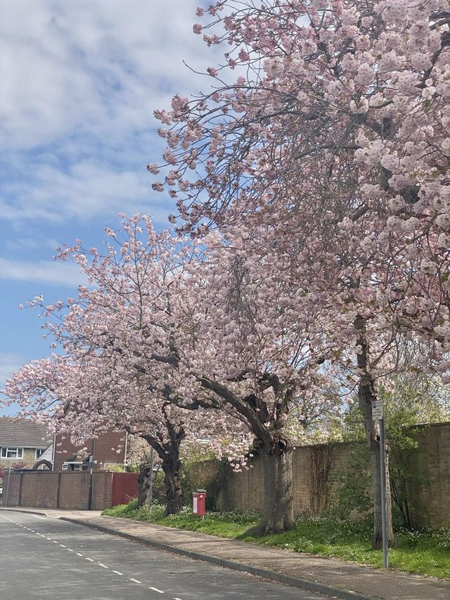 🇬🇧 영국 런던 벚꽃 명소, 크롤리 Crawley 🌸