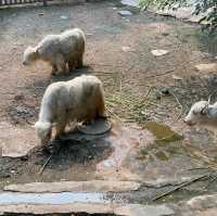 包羅萬有的重慶動物園