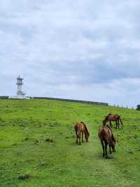 【与那国島】与那国馬に会いに行く