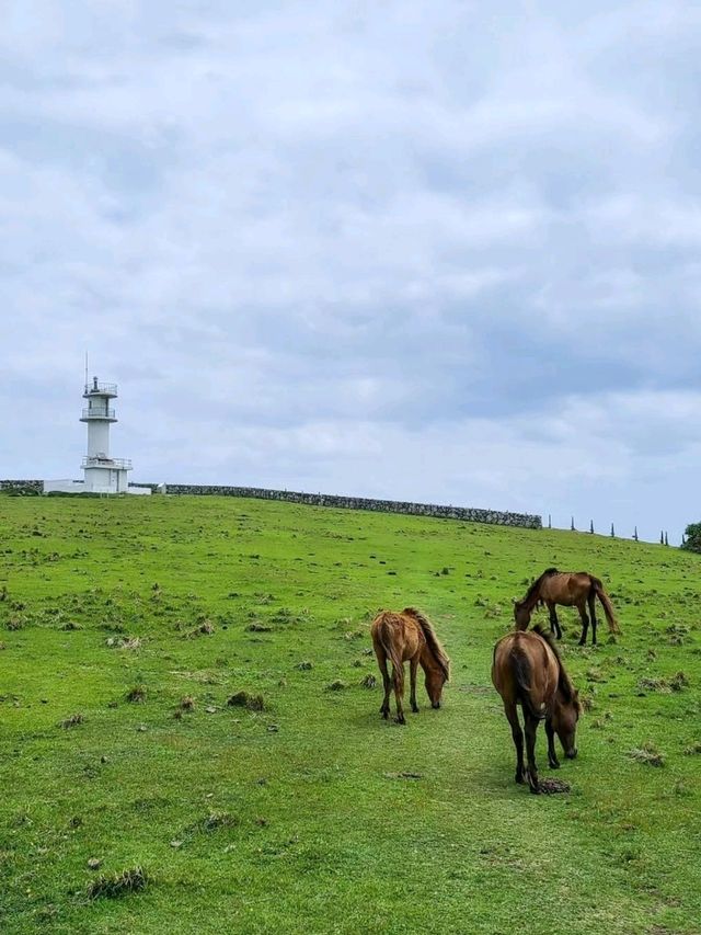 【与那国島】与那国馬に会いに行く
