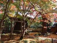 【京都】絶景ながらマイナー観光スポット！蓮華寺をご紹介