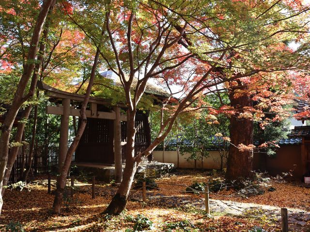 【京都】絶景ながらマイナー観光スポット！蓮華寺をご紹介
