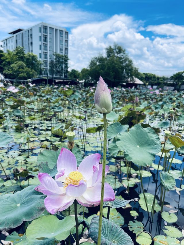 ร้านท่ามกลางบึงบัว 🪷☀️