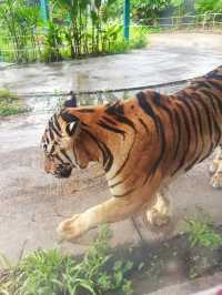 🇹🇭芭提雅老虎園 - 近距離同老虎bb接觸🐅