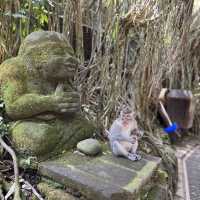 Monkeying Around in Ubud