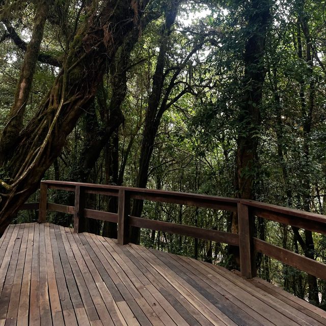 เส้นทางศึกษาธรรมชาติอ่างกา จ.เชียงใหม่ 🌿