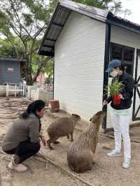 คาเมล รีพับบลิค Camel Republic ที่เที่ยวชะอำ
