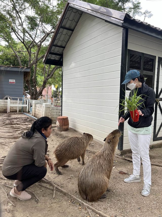 คาเมล รีพับบลิค Camel Republic ที่เที่ยวชะอำ