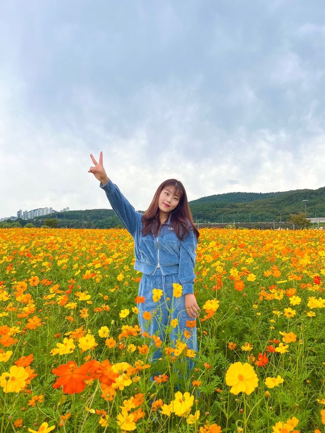 대구 역대급 코스모스 밭💖