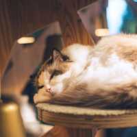 【東京】秋葉原の癒し空間🐈🐾「猫カフェ MOCHA」