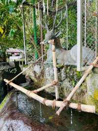【大阪府/枚岡神社】境内に鹿がいる「元春日」