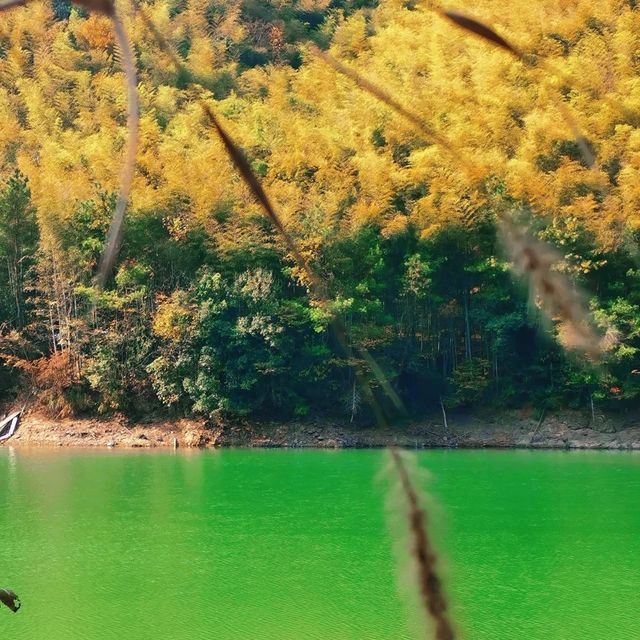 翠竹公園 🎋🌲綠意盎然 🚶🌿