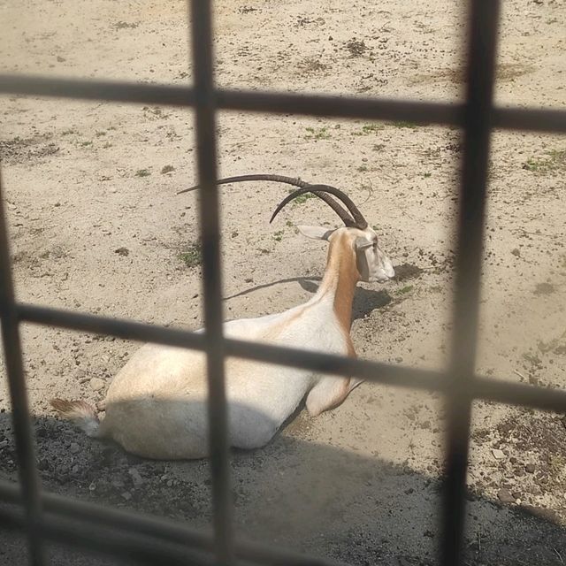 人生必到 野生動物餵食體驗