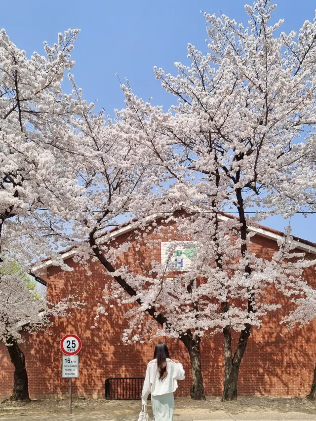 용산의 숨은 벚꽃 명소는 용산공원🌸🌸🌸