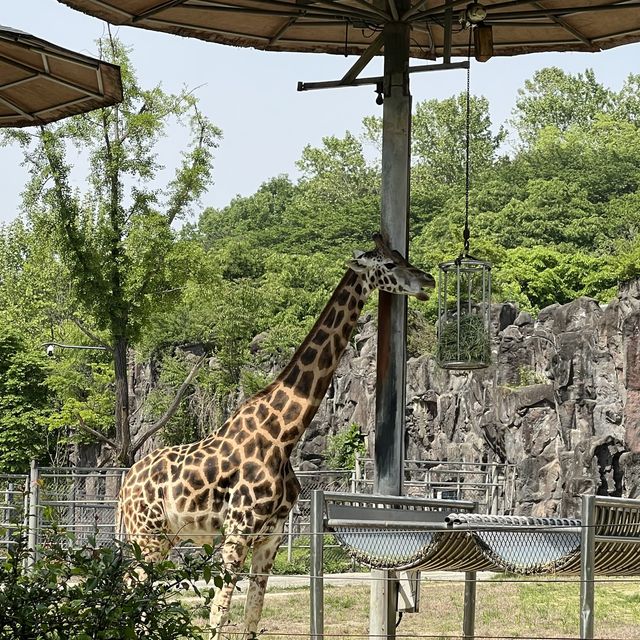 首爾大公園：動物園一日遊～