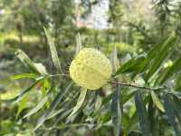 香港賞花 | 不只得荷花的城門谷公園