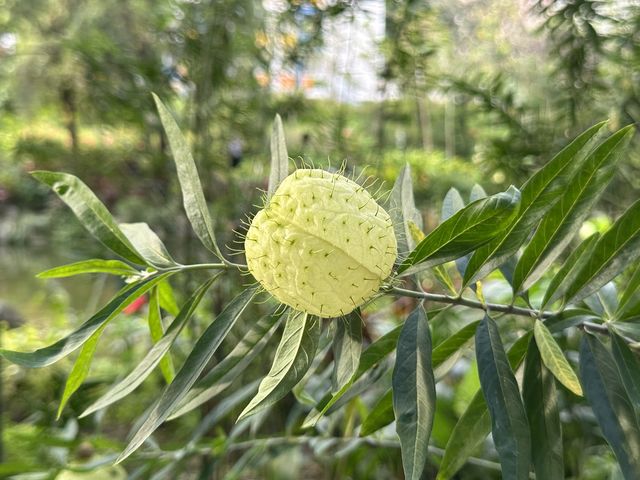 香港賞花 | 不只得荷花的城門谷公園