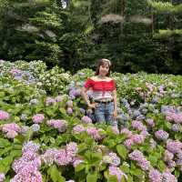 広島県　世羅　花夢の里　あじさい