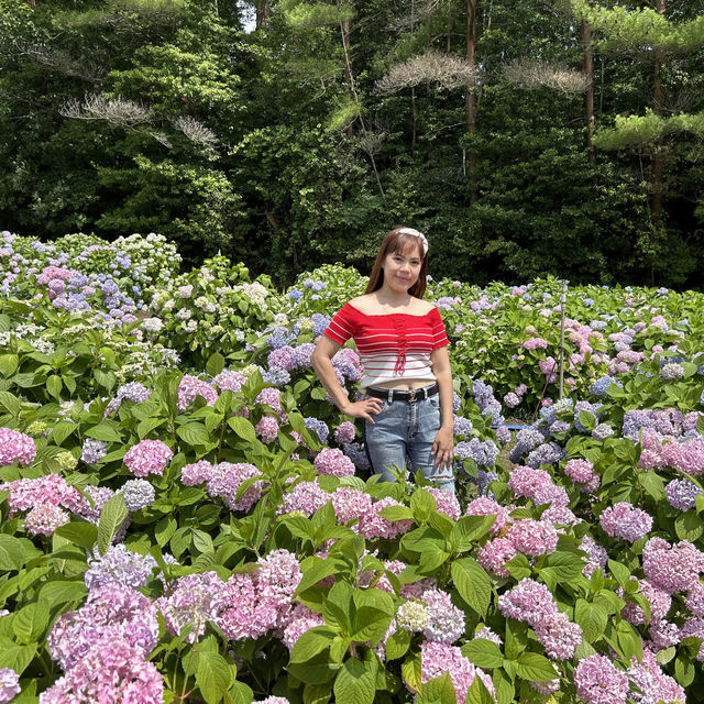 広島県　世羅　花夢の里　あじさい