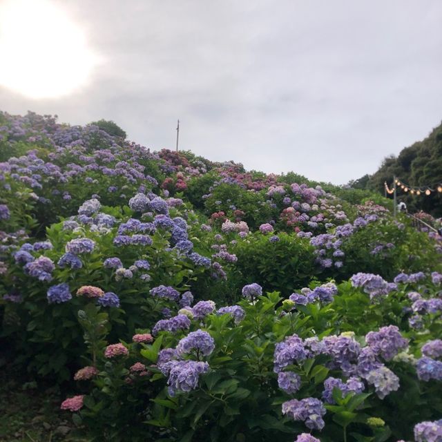 愛知県蒲郡市“あじさいの里”