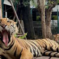 🐯體驗不一樣的老虎 | 芭堤雅老虎園🐯